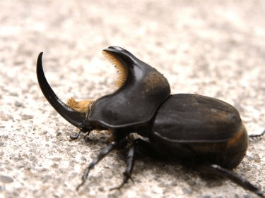 アブデルスツノカブト