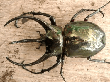 アトラスオオカブト（ミンダナオ）