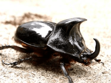 ヘラムネツノカブト