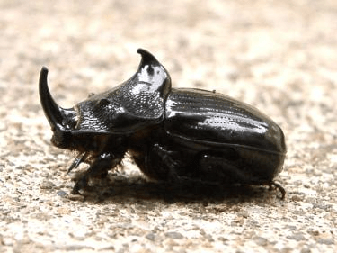 ウッドラークパプアマルカブト