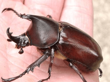 パウリアニ（コガタヒメカブト）