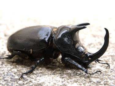 パプアミツノカブト