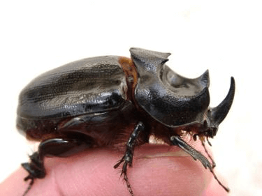 カンターゴカクサイカブト