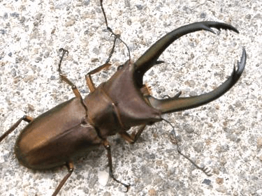 エラフスホソアカクワガタ