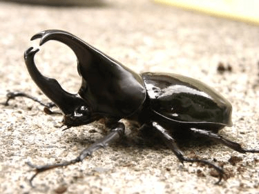 マレーギデオンヒメカブト