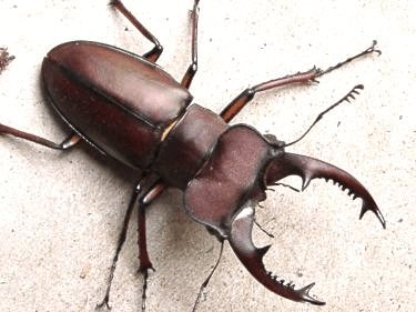 台湾ヒメミヤマクワガタ