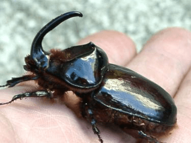 ボアスサイカブト