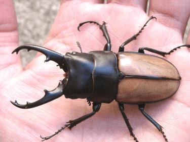 ラフェルトノコギリクワガタ