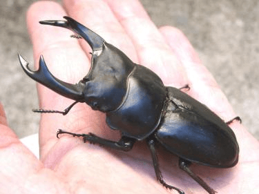 国産オオクワガタ77.5mm