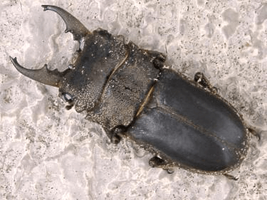 オパックスサビクワガタ