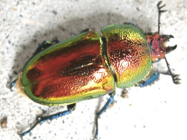 パプアキンイロクワガタ