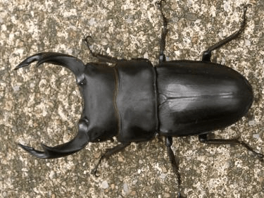 国産オオクワガタ74.5mm