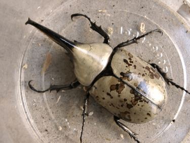 グラントシロカブト