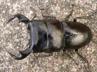 ダイオウヒラタクワガタ