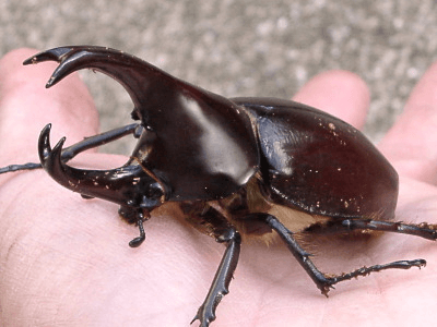 フローレンシスニセヒメカブト