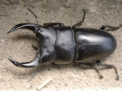 ホペイ　福建省：北峰産74.2mm