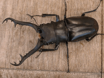 ギラファノコギリクワガタ（タイ産）