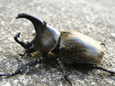 ケブカヒメカブト