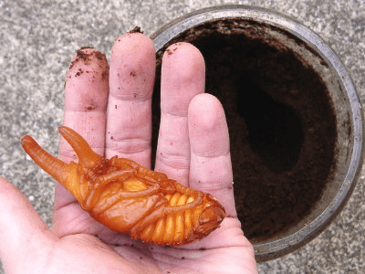 グラントシロカブトの蛹