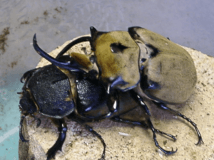 エレファス・オキシデンタリスゾウカブトのペアリング