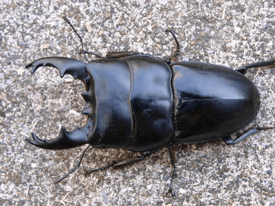 アルキデスヒラタクワガタ