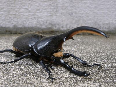 ヘラクレス・ヘラクレス