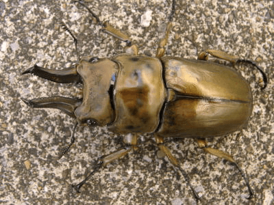 ローゼンベルグオオゴンオニクワガタ