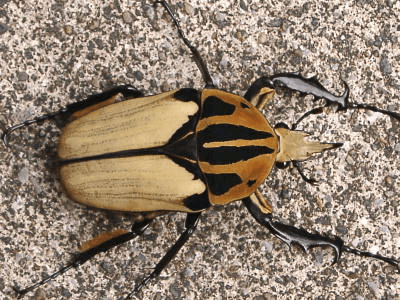 メキロリーナ・オーベルチュールオオツノカナブン