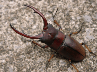 アスタコイデスノコギリ