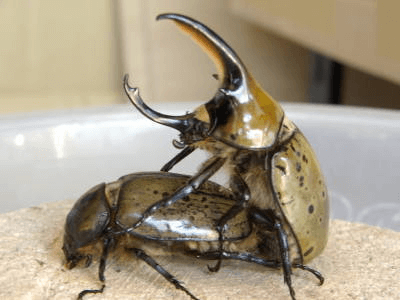 ヒルスシロカブト　ペアリング