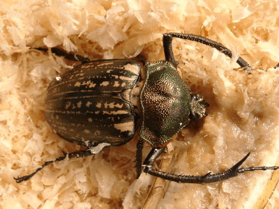 マレーテナガコガネ