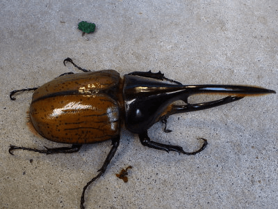 ヘラクレス・オキシデンタリス