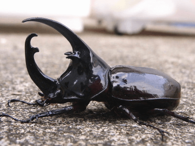 ケンタウルスオオカブト