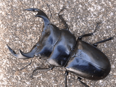 インドアンタエウスオオクワガタ