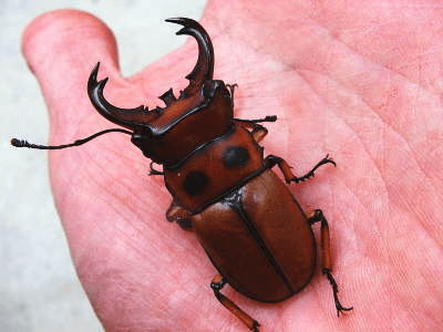 グラディアトールメンガタクワガタ