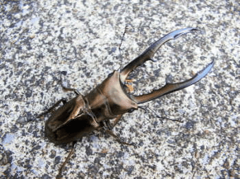 ぺレンメタリフェルホソアカクワガタ