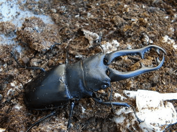 ギラファノコギリクワガタ（ジャワ産）