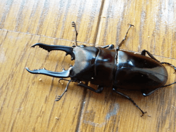 ブッダノコギリクワガタ