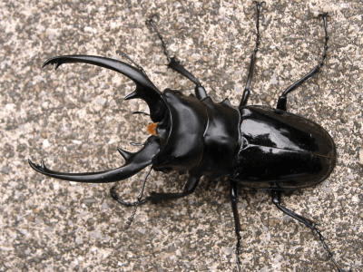 インターメディアツヤクワガタ