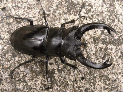 ブケットフタマタクワガタ