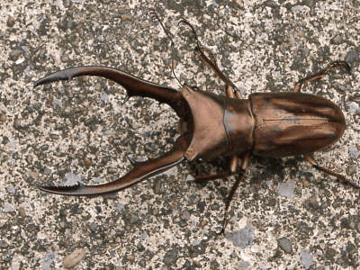 メタリフェルホソアカクワガタ