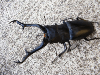 ギラファノコギリクワガタ（フローレス産）