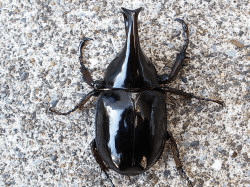 ギデオンヒメカブト（マレー産）