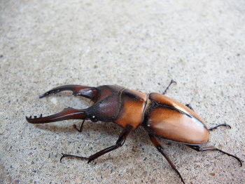 モーニッケノコギリクワガタ