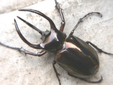 アトラスオオカブト