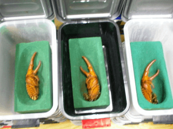 ヘラクレスオオカブト　小ケース飼育と人工蛹室