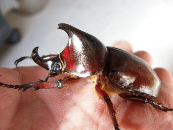 パウリアニ（コガタヒメカブト）