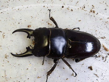 ヒペリオンヒラタクワガタ