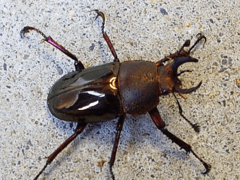 ドウイロクワガタ