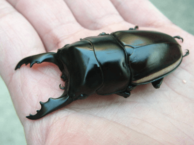 ウォーレスノコギリクワガタ